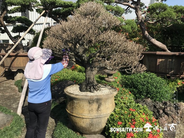 031 2 [象牙樹]等待，是為了下一次的蛻變(27) 盆栽(Bonsai)