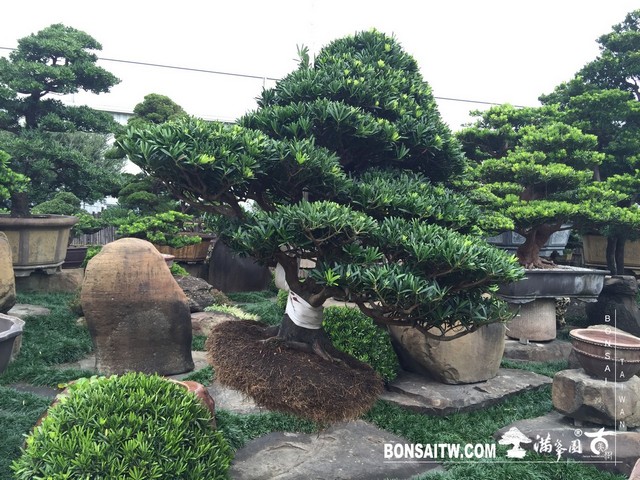 031 4 [羅漢松]等待，是為了下一次的蛻變(30) 盆栽(Bonsai)