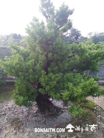 032 2 [羅漢松]等待，是為了下一次的蛻變(21) 蛻變專題(The plan)