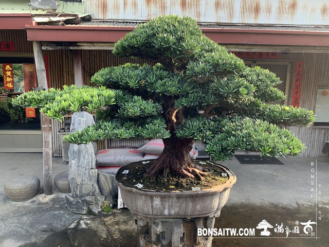 040 [羅漢松]等待，是為了下一次的蛻變(19) 盆栽(Bonsai)