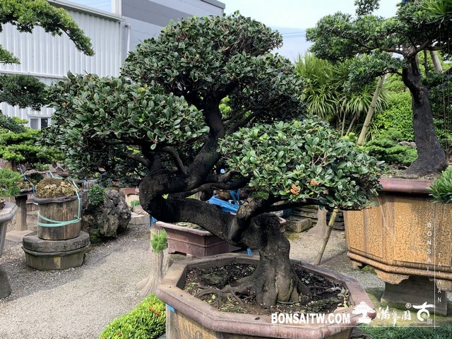 043 [象牙樹]等待，是為了下一次的蛻變(25) 蛻變專題(The plan)