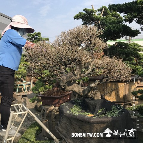 045 1 [象牙樹]等待，是為了下一次的蛻變(25) 蛻變專題(The plan)