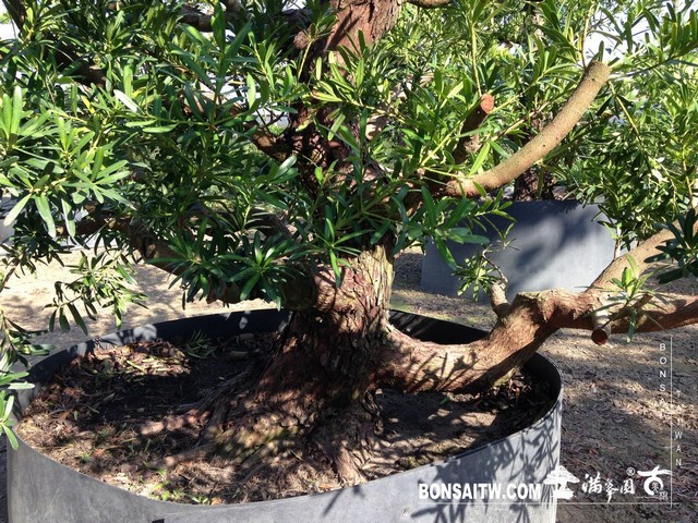 047 [羅漢松]等待，是為了下一次的蛻變(23) 蛻變專題(The plan)