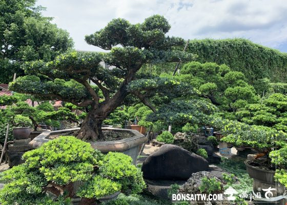 048 [羅漢松]等待，是為了下一次的蛻變(22) 大型庭園樹專區(Garden Tree)