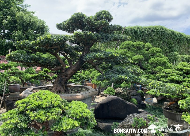 048 [羅漢松]等待，是為了下一次的蛻變(22) 蛻變專題(The plan)