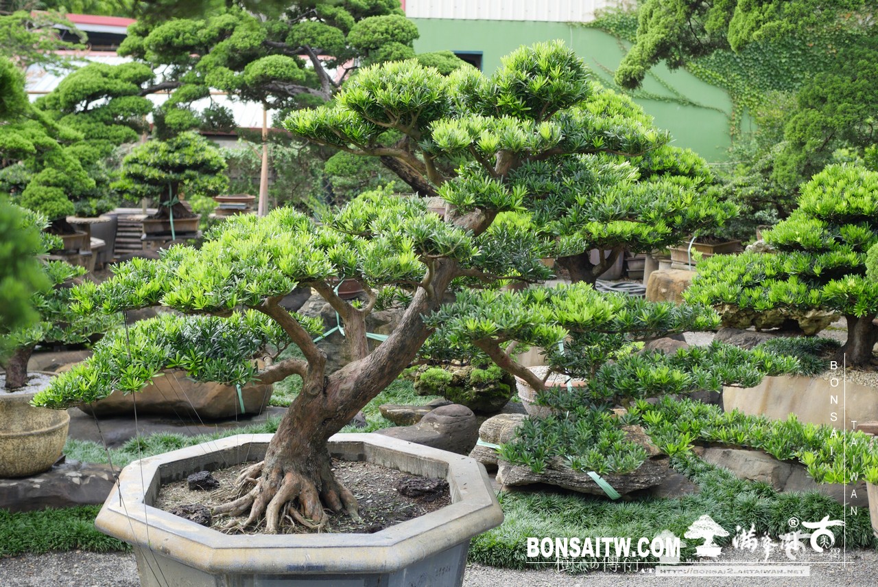 049 [羅漢松]等待，是為了下一次的蛻變(22) 蛻變專題(The plan)