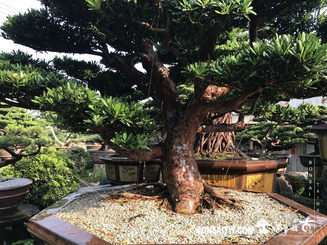 050 [羅漢松]等待，是為了下一次的蛻變(24) 蛻變專題(The plan)