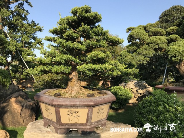 052 1 [羅漢松]等待，是為了下一次的蛻變(26) 蛻變專題(The plan)