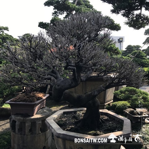 052 [象牙樹]等待，是為了下一次的蛻變(25) 蛻變專題(The plan)