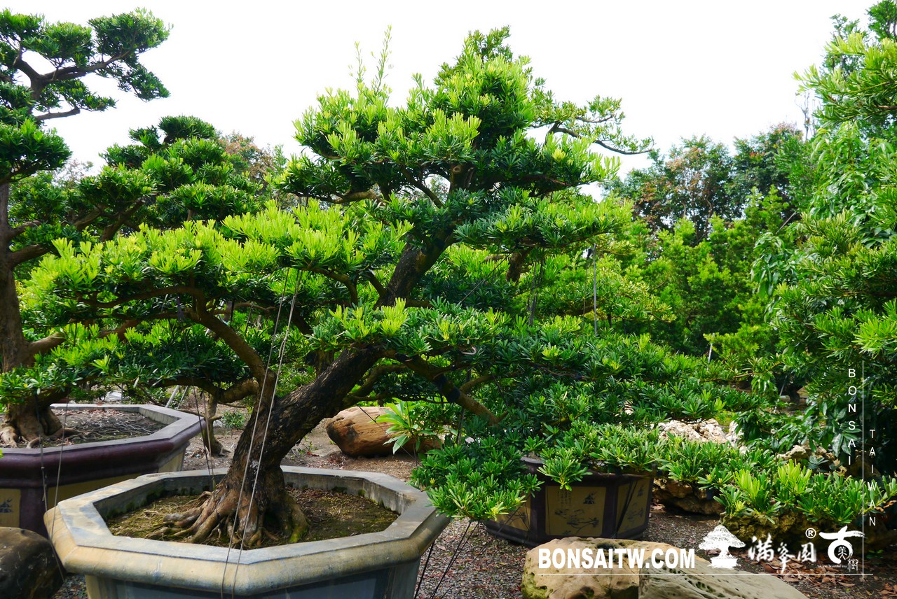 056 [羅漢松]等待，是為了下一次的蛻變(22) 蛻變專題(The plan)