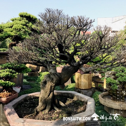 057 [象牙樹]等待，是為了下一次的蛻變(25) 蛻變專題(The plan)