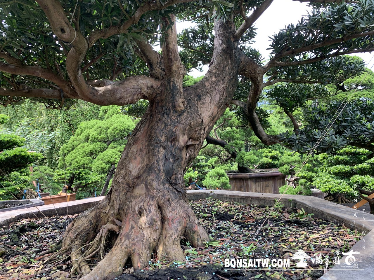 060 1 [羅漢松]等待，是為了下一次的蛻變(22) 蛻變專題(The plan)