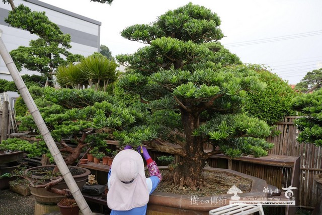 061 [羅漢松]等待，是為了下一次的蛻變(21) 蛻變專題(The plan)