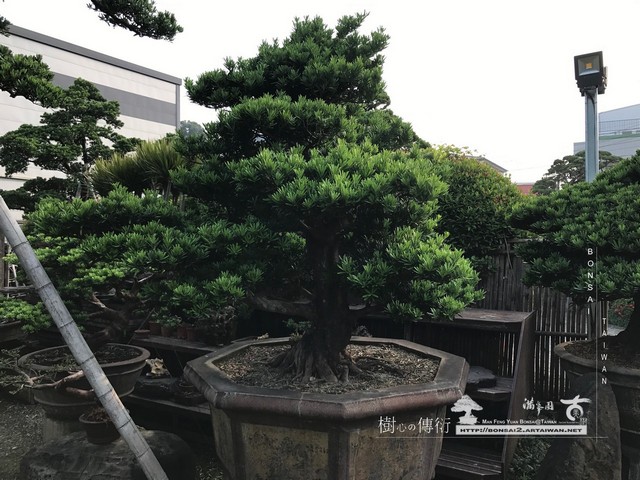 062 [羅漢松]等待，是為了下一次的蛻變(21) 蛻變專題(The plan)