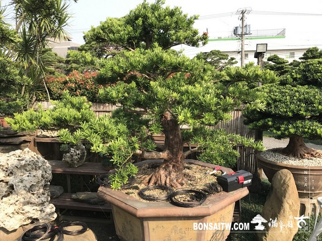 067 [羅漢松]等待，是為了下一次的蛻變(21) 蛻變專題(The plan)