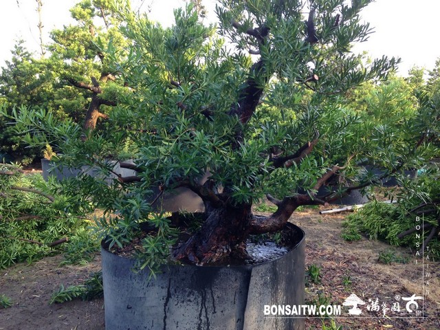 069 1 [羅漢松]等待，是為了下一次的蛻變(23) 蛻變專題(The plan)