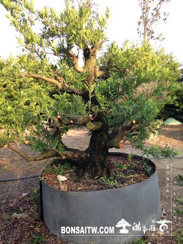 072 [羅漢松]等待，是為了下一次的蛻變(26) 蛻變專題(The plan)