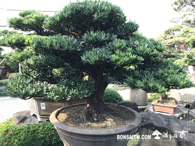 076 [羅漢松]等待，是為了下一次的蛻變(20) 盆栽(Bonsai)