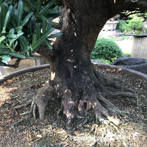 089 [羅漢松]等待，是為了下一次的蛻變(20) 盆栽(Bonsai)