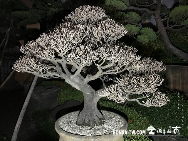 094 [象牙樹]等待，是為了下一次的蛻變(27) 盆栽(Bonsai)