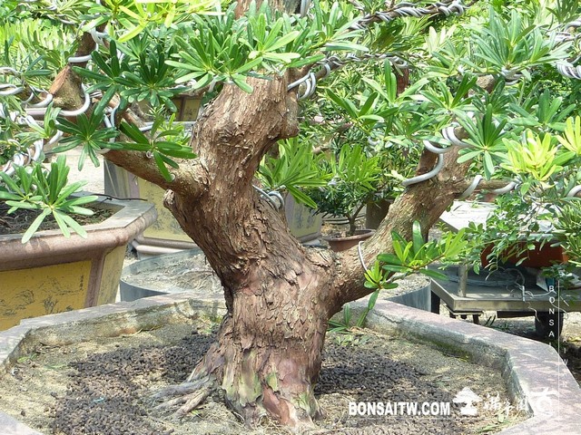 114151 [羅漢松]等待，是為了下一次的蛻變(29) 盆栽(Bonsai)