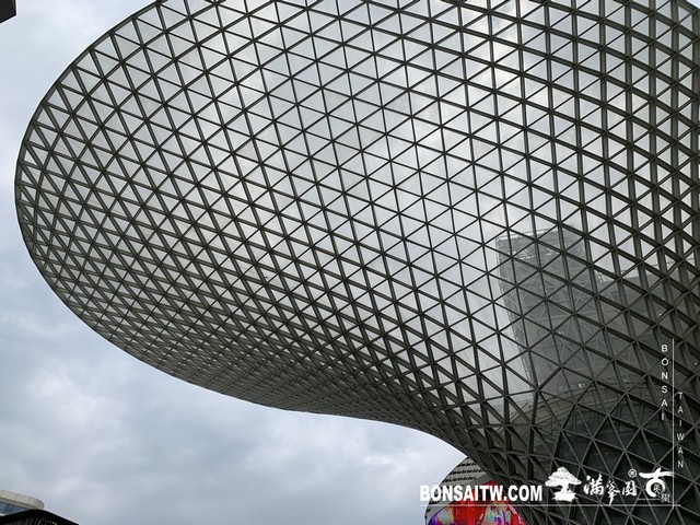 125 [建築與空間]明珠美術館 羅漢松(Podocarpus costalis)