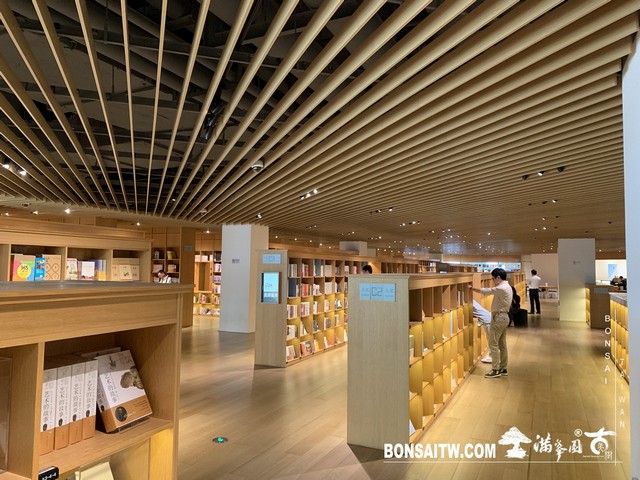 142 [建築與空間]明珠美術館 羅漢松(Podocarpus costalis)