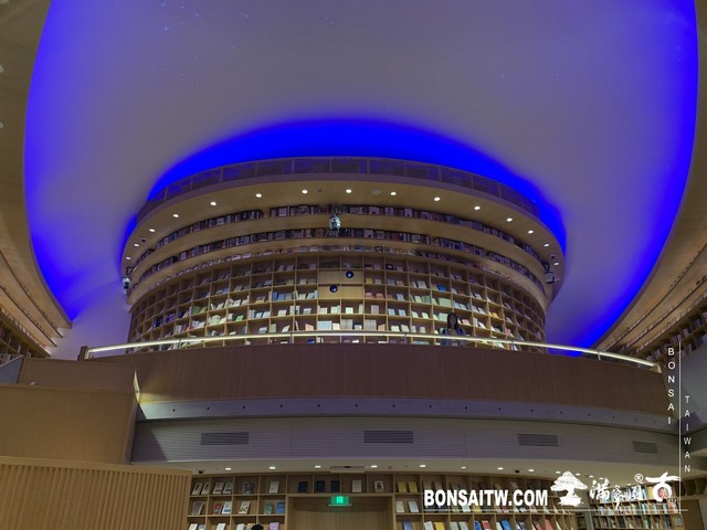 149 [建築與空間]明珠美術館 羅漢松(Podocarpus costalis)