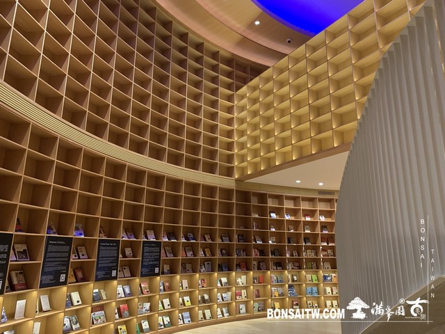 158 [建築與空間]明珠美術館 羅漢松(Podocarpus costalis)