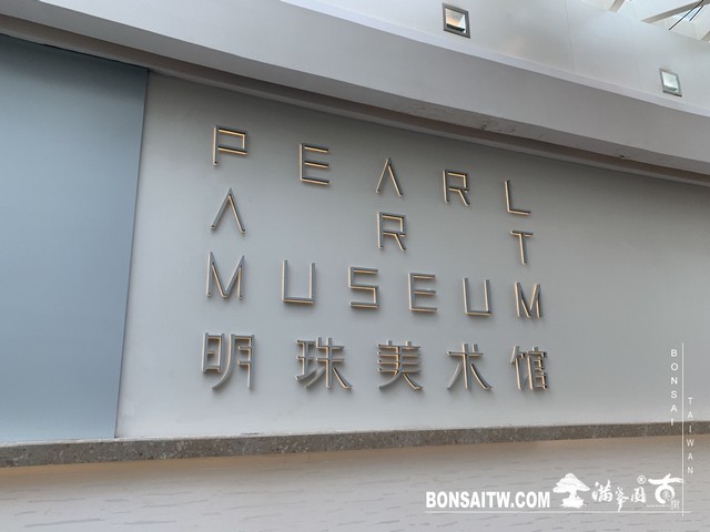 162 [建築與空間]明珠美術館 羅漢松(Podocarpus costalis)