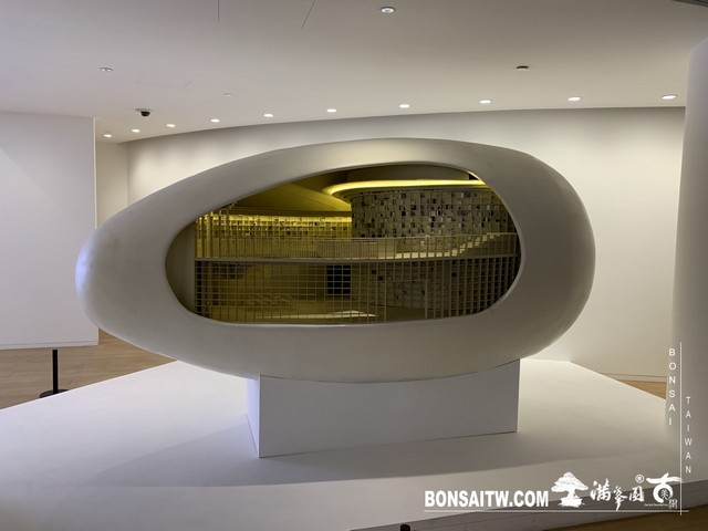 165 [建築與空間]明珠美術館 羅漢松(Podocarpus costalis)