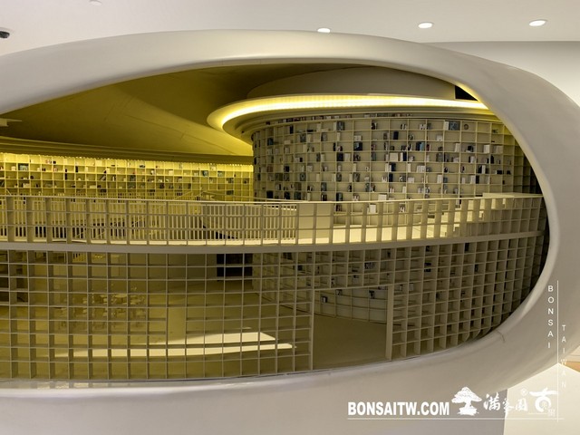 167 [建築與空間]明珠美術館 羅漢松(Podocarpus costalis)