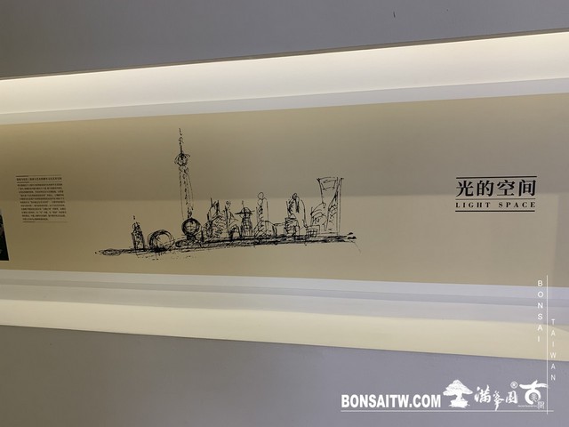 168 [建築與空間]明珠美術館 羅漢松(Podocarpus costalis)