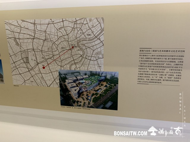 169 [建築與空間]明珠美術館 羅漢松(Podocarpus costalis)