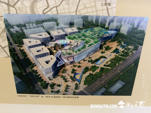 170 [建築與空間]明珠美術館 羅漢松(Podocarpus costalis)