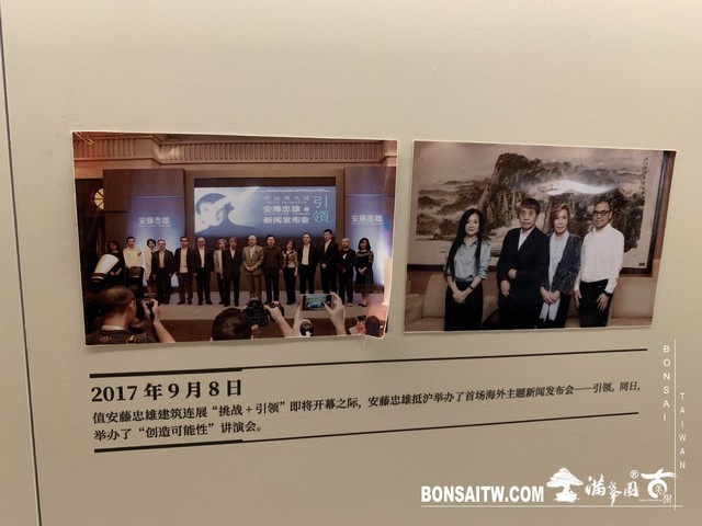 172 [建築與空間]明珠美術館 羅漢松(Podocarpus costalis)