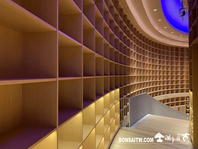 176 [建築與空間]明珠美術館 羅漢松(Podocarpus costalis)