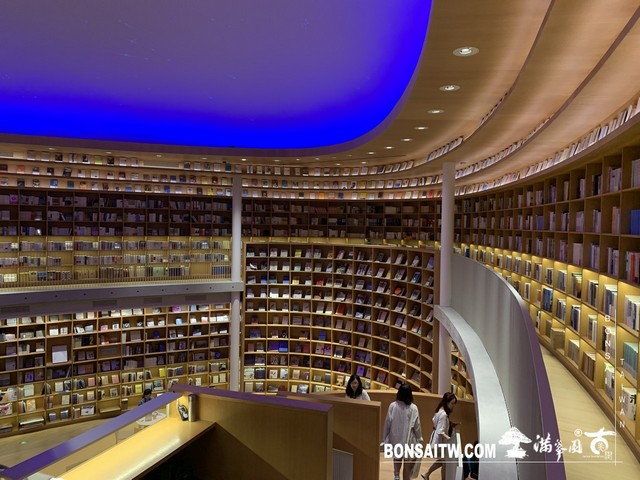 178 [建築與空間]明珠美術館 羅漢松(Podocarpus costalis)