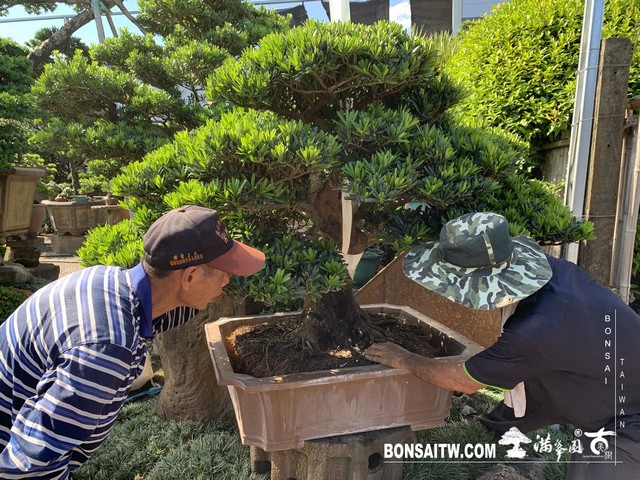 185 [羅漢松]等待，是為了下一次的蛻變(20) 盆栽(Bonsai)