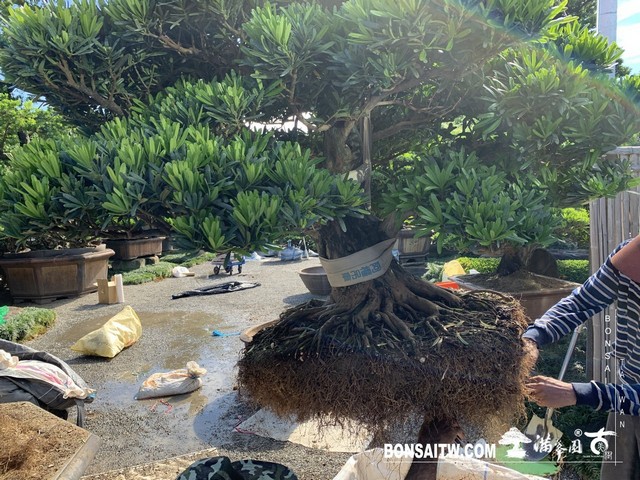191 [羅漢松]等待，是為了下一次的蛻變(18) 盆栽(Bonsai)