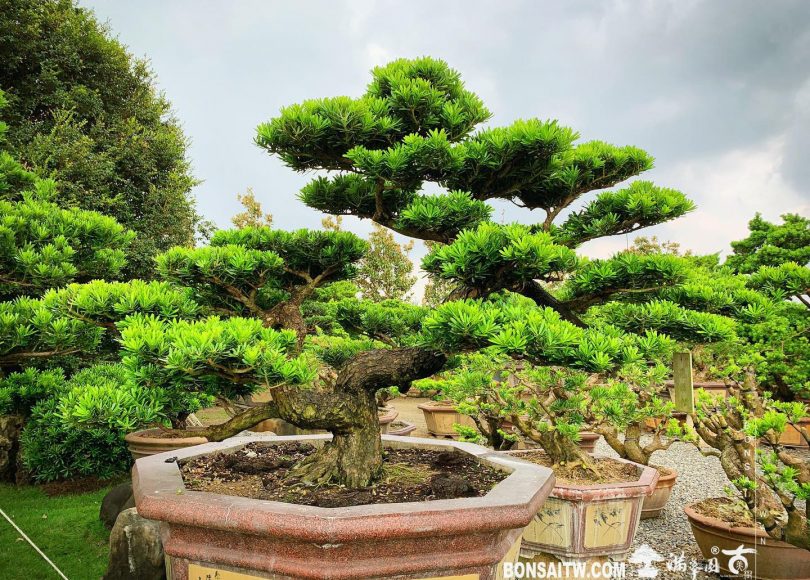 194f00cf bf59 4101 ac44 a44e4b0a9405 [晶鑽羅漢松] 整理 晶鑽羅漢松(Diamond Podocarpus costalis)