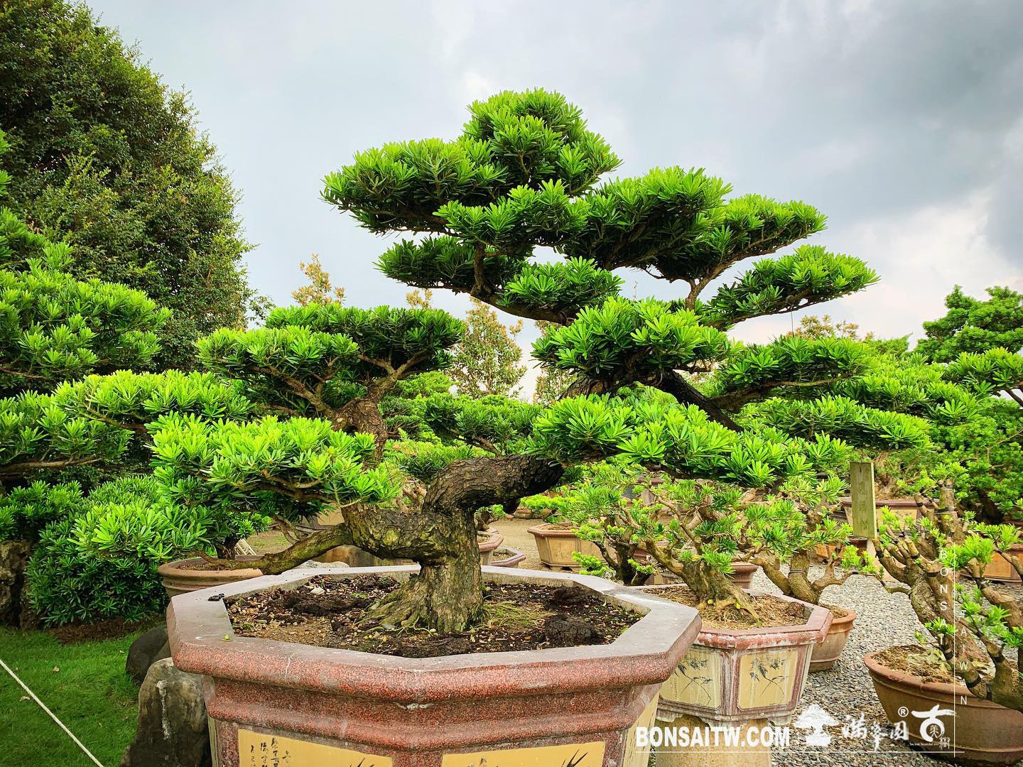 194f00cf bf59 4101 ac44 a44e4b0a9405 [晶鑽羅漢松] 整理 晶鑽羅漢松(Diamond Podocarpus costalis)