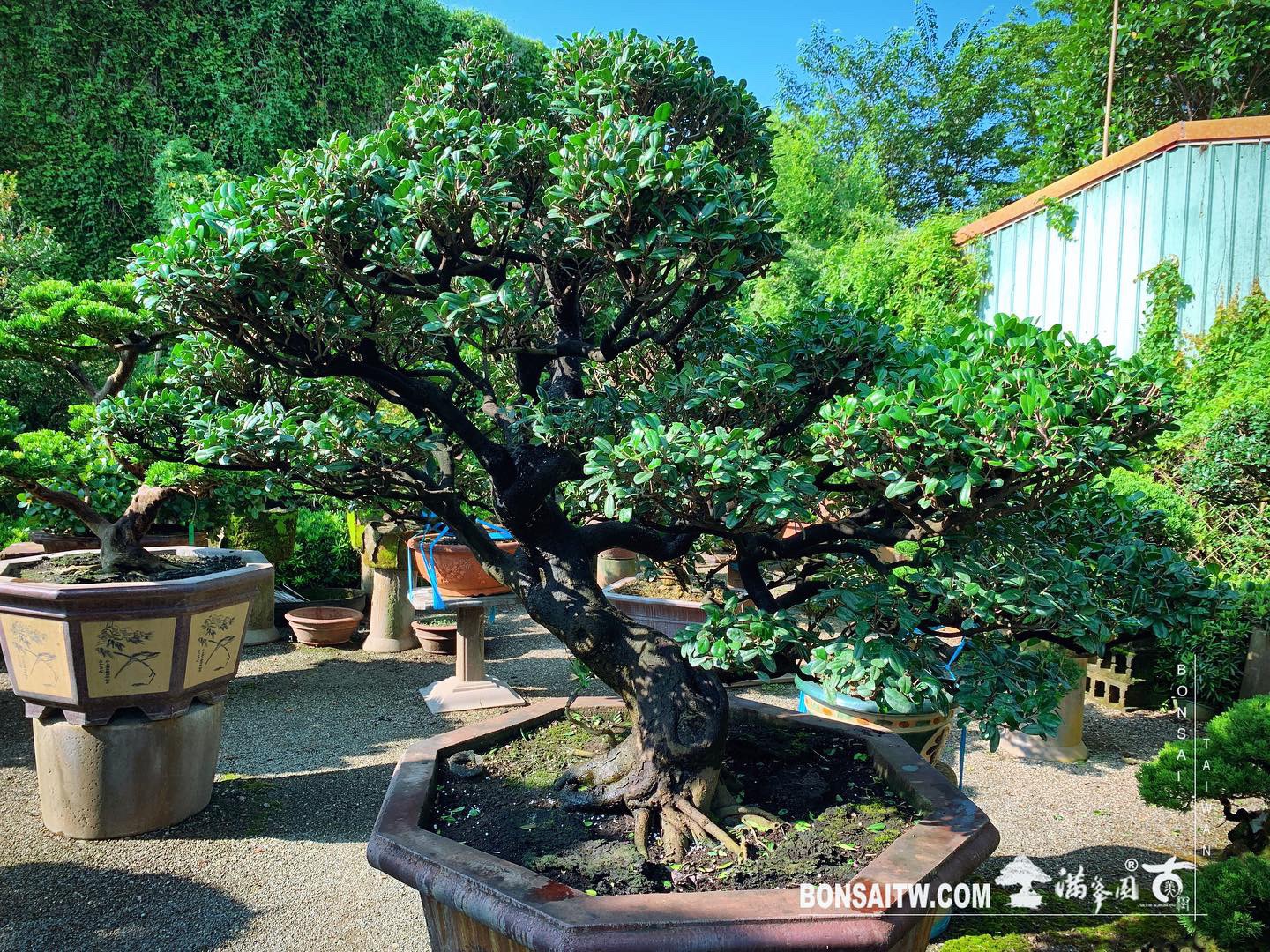 1ed6426a 9de8 474d b733 486e2b07c473 [象牙樹] 整理