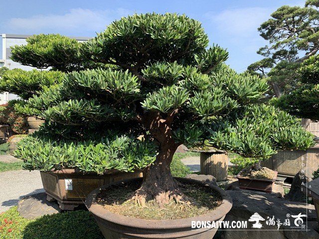 20190131 IMG 1533 [羅漢松]等待，是為了下一次的蛻變(20) 盆栽(Bonsai)