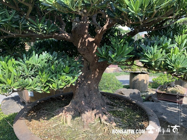 20190131 IMG 1534 [羅漢松]等待，是為了下一次的蛻變(20) 盆栽(Bonsai)