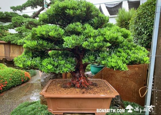 20190908 Enlight482 [羅漢松]等待，是為了下一次的蛻變(20) 等待，是為了下一次的蛻變