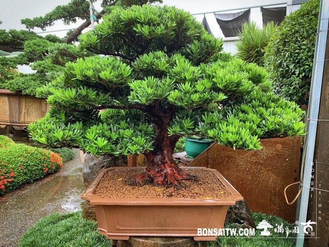 20190908 Enlight482 [羅漢松]等待，是為了下一次的蛻變(20) 盆栽(Bonsai)