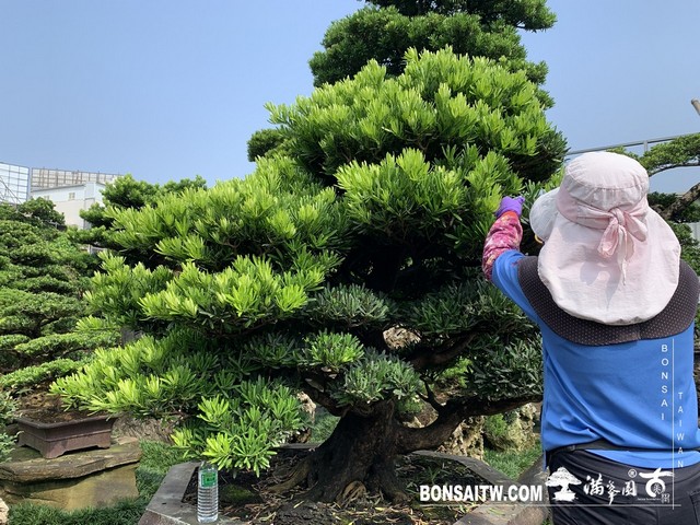 20190914 IMG 2305 [羅漢松]等待，是為了下一次的蛻變(23) 蛻變專題(The plan)