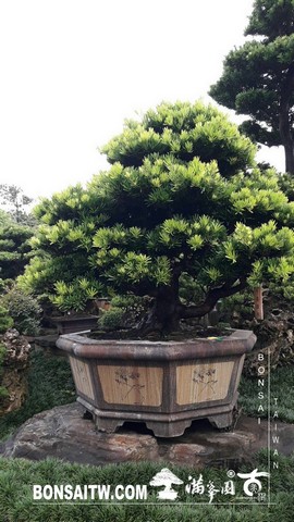 20190914 IMG 2314 [羅漢松]等待，是為了下一次的蛻變(23) 蛻變專題(The plan)