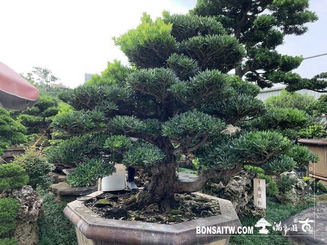 20190914 IMG 2438 [羅漢松]等待，是為了下一次的蛻變(23) 蛻變專題(The plan)